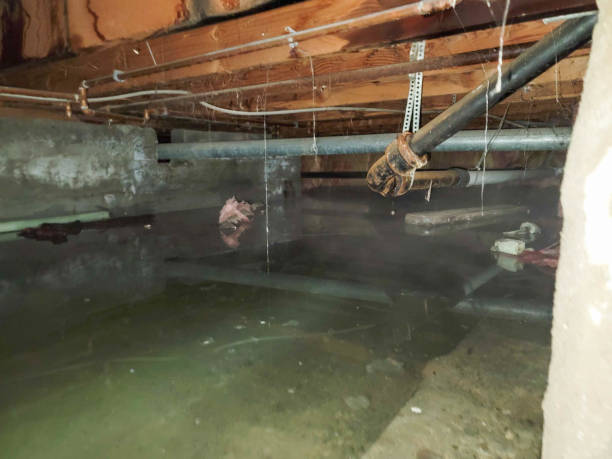 Best Water damage contractors near me  in Scott, LA